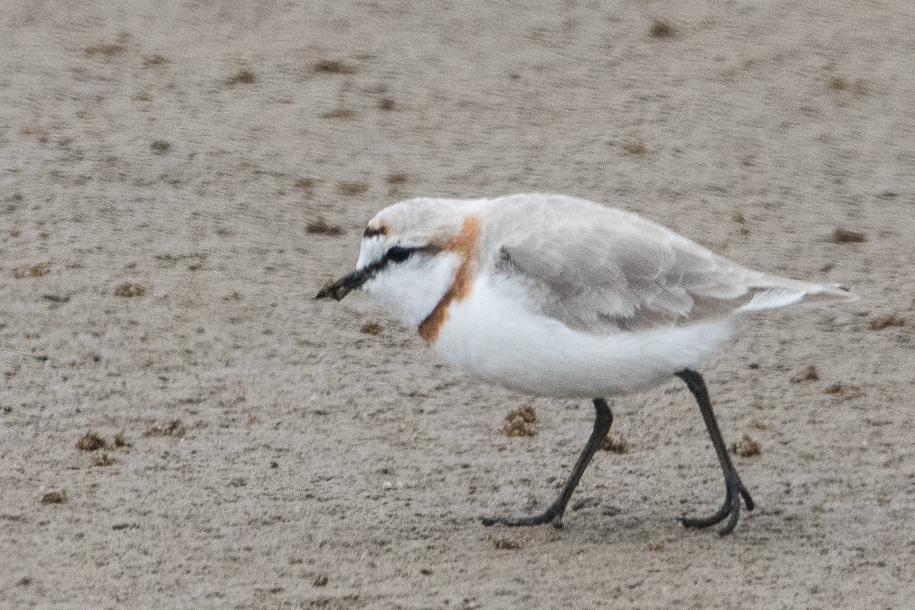 Gravelot élégant ou Pluvier élégant (Chesnut-banded plover, Charadrius pallidus), mâle adulte nuptial, Walvis bay, Dorob National Park, Namibie.